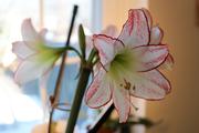 Beautiful fringed amaryllis