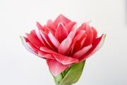 Many-petaled lotus