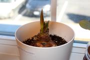 Sprouting amaryllis