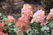 varied colors in one hydrangea