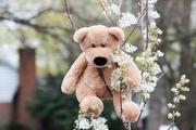 Now, this is the way you climb a tree!