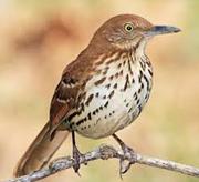 Brown Thrasher