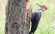 Pileated Woodpecker