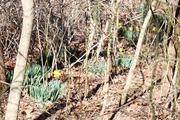 Flowers in the woods