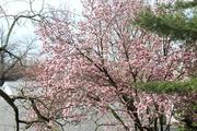 Beautiful blossoms
