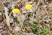 All sorts of flowers are blooming