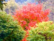 Bursts of color are everywhere! Photo by Beverly Silver.