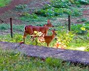 Mother and fawn pose for Beverly Silver.