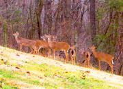 A herd of deer on the move.  Photo by Beverly Silver