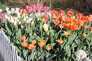 Other side of the bed of tulips