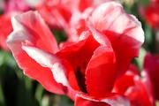 Parade scarlet petals 16-20" Mid/Late