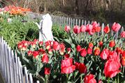 A statue amid the blossums