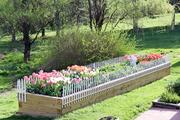 An entire bed of tulips