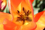 Daydream apricot-orange, 18-20" Mid-spring