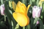 Sweet Heart White & Yellow 14 inch (This one decided to bloom late.)